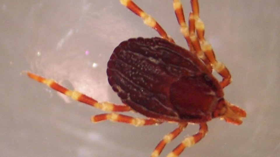 Klíšť obroubený Hyalomma marginatum